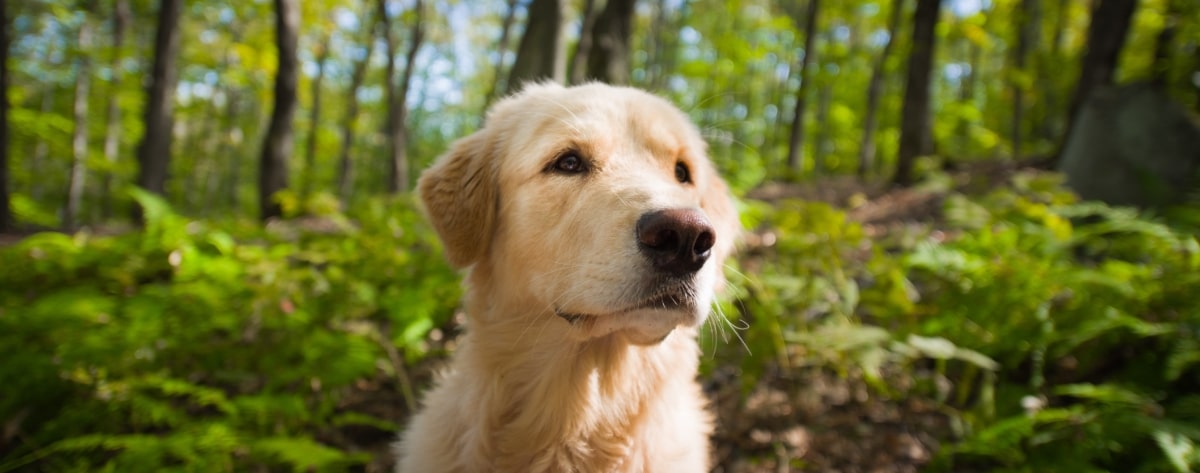 A-Dogs-Life_Blog_1200x473
